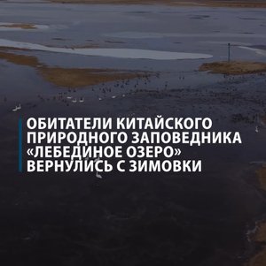 Китайские лебеди вернулись с зимовки