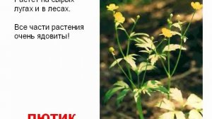 Растения ядовитые