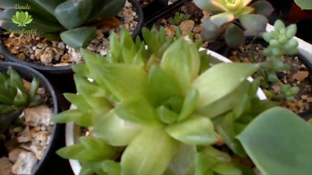Así que  cuida a tus suculentas y cactus conociéndolos y evitándolos.