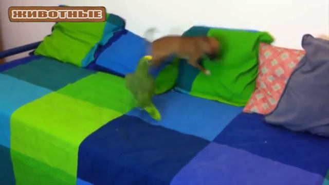 Весёлые Попугаи и забавные собаки. Сборник - [NEW HD]