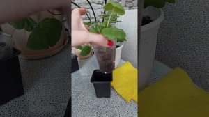 Нижний полив черенков пеларгонии♥👌