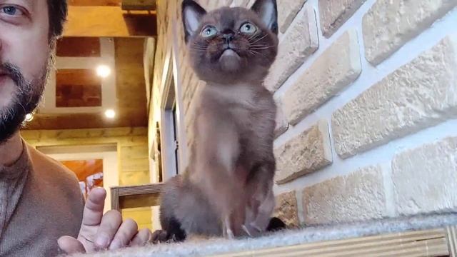 #БУРМАШАЛУН / Бурманский котенок / Соболиный окрас / Burmese kitten смотреть онлайн