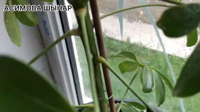 Көптен күткен НӘТИЖЕ🌱😳#шеффлера гүлі көбейді смотреть онлайн