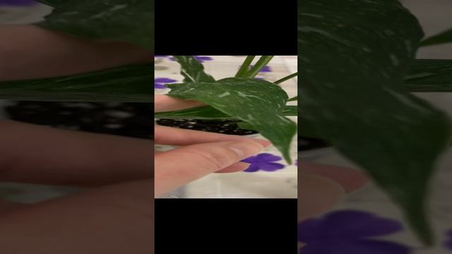 Спатифилум Даймонд