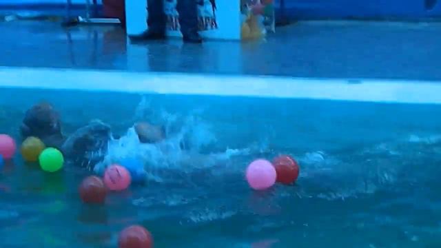 Москва,Дуся морской тюлень, представление. смотреть онлайн