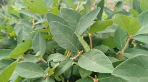 ЖИМОЛОСТЬ.Обзор Бакчарского великана,Карины,Морены.