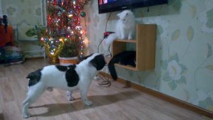 Французский бульдог лает)))