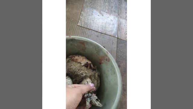 Как выглядит и сколько вешает тушка мяса курицы породы фавероль смотреть онлайн