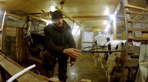 содержание коров, привязное или беспривязное