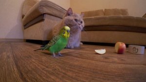 Попугай и кот после вкусного обеда. Cat and parrot.