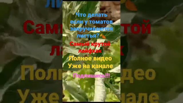 Что делать если у томатов закручиваются листья? огород сад