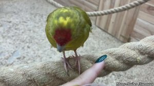 В попугайте! Попугаи упали в воду?