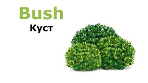 Учим английский. Растения. Plants. Учим название растений на английском.