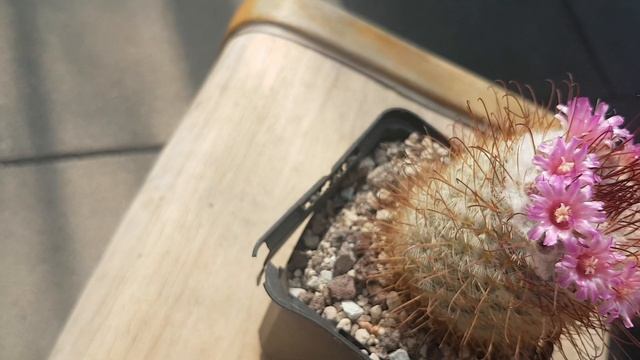 2020.80.Цветение маммилярий Теплица кактусы Весна смотреть онлайн