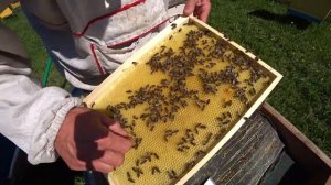 Заселяем Нуклеусы для облёта маток. Проверяем приём в воспиталках