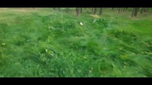 гриби курочки і гледичія