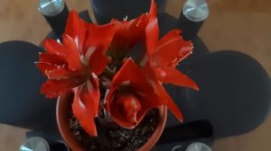 Amaryllis (Hippeastrum)!DYNASTY!