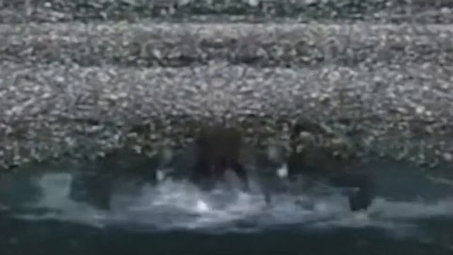 МЕДВЕДЬ В ДЕЛЕ! Медведь против льва, тигра, волка смотреть онлайн