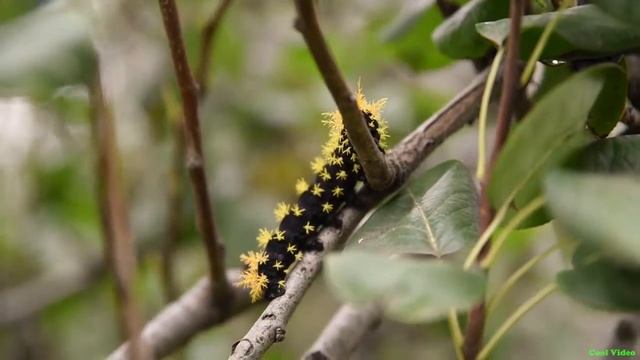 Гусеница-красавица (самая красивая гусеница в мире) смотреть онлайн