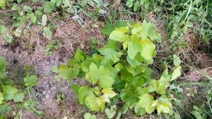 Виноград Изабелла в Подмосковье 1-й год после Размножения Черенками/Чубуками