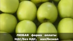 Сорт яблок Голден