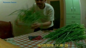 Выращивание зелени лука дома / сбор урожая лука / огород на подоконнике