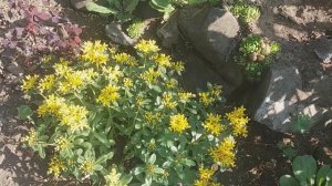 пионы, чубушник, кольник цветение