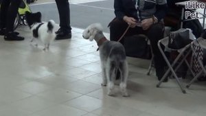 Бедлингтон терьер на ilikepet. Особенности породы, уход