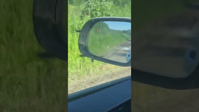 Пауты. Кировская область.