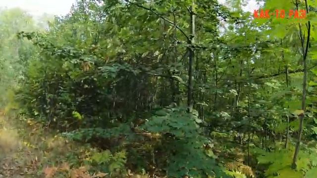 Прогулка по лесу летом. Гуляли по лесу и случайно нашли грибы! смотреть онлайн