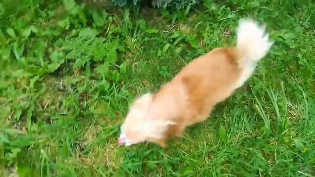 Влог:Уехала с дачи смотреть онлайн