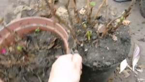 Подготовка Крупнолистной гортензии к зиме  Обзор теплицы в середине ноября в Сибири 1 часть