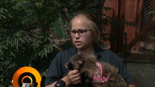 енотовидная собака Роберт смотреть онлайн