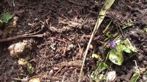 Ещё раз о компостной куче.