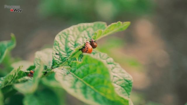 Если во время цветения картофеля опрыскать этим урожай х3-проверено! Рибав экстра картошке смотреть онлайн