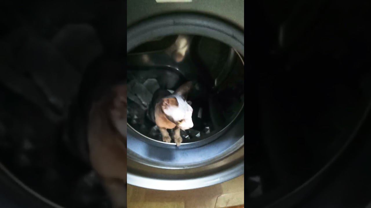 постирали кошку в стиралке