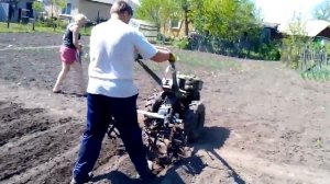 Довсходовая культивация картофеля мотоблоком с ежами