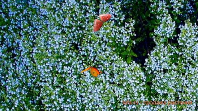 Душевик обыкновенный Блу Клоуд ? обзор: как сажать, саженцы душевики Блу Клоуд смотреть онлайн