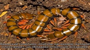 Самые ядовитые пауки в россии