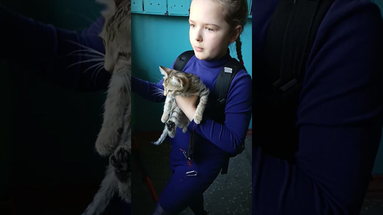 быстрее кто хочет котёнка смотреть онлайн