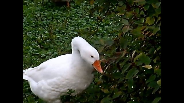 Умный гусь смотреть онлайн