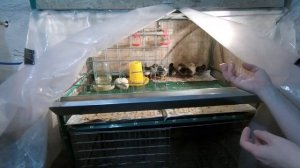 Отличный результат инкубации мясо яичных кур испанки голошейки и мастер грей