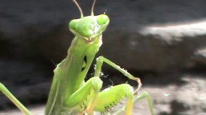 Жук Богомол