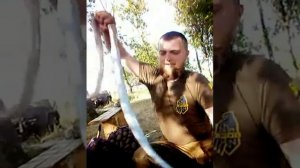 Готовка змеи. Ч1. Свежевание