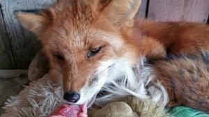 Как приручить лису