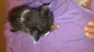 Злой котенок