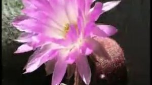 echinocereus rigidissimus