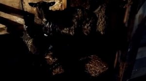 Неделя после кастрации резинками. Как чувствуют себя романовские барашки.