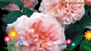 Роза английская кустовая Эглантин. Краткий обзор, описание характеристик Eglantyne