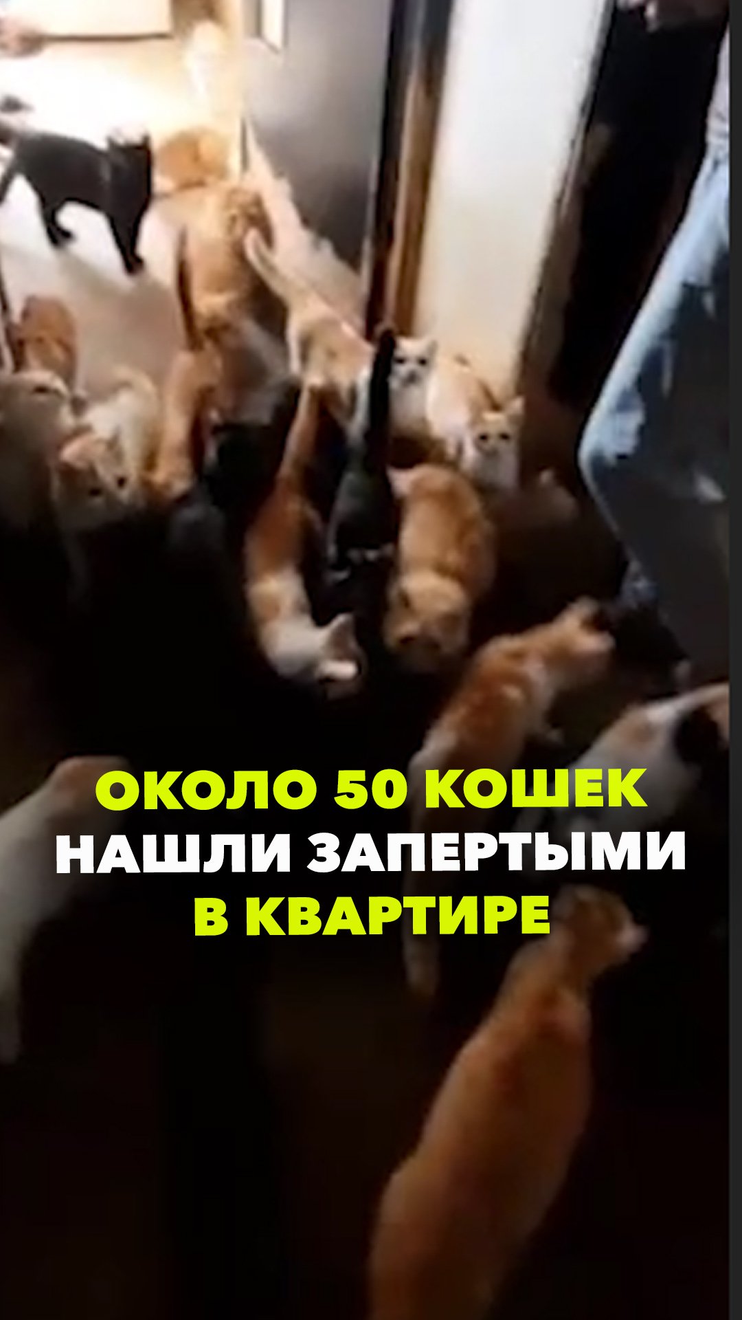 Жительница Краснодара заперла в квартире около 50 кошек